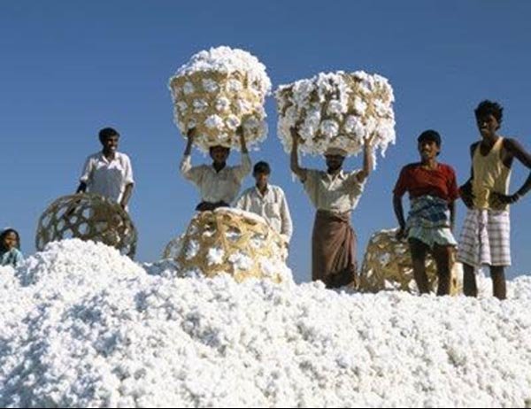 Cotton Bales and Cotton Seed F