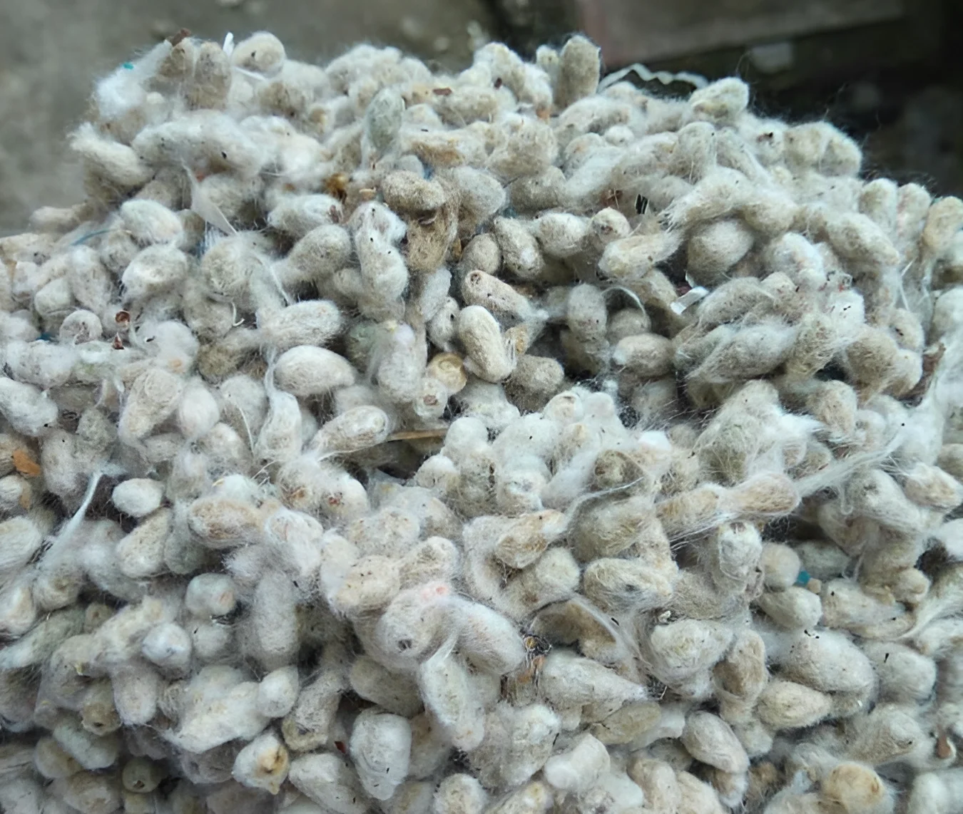 Cotton-Seeds-1